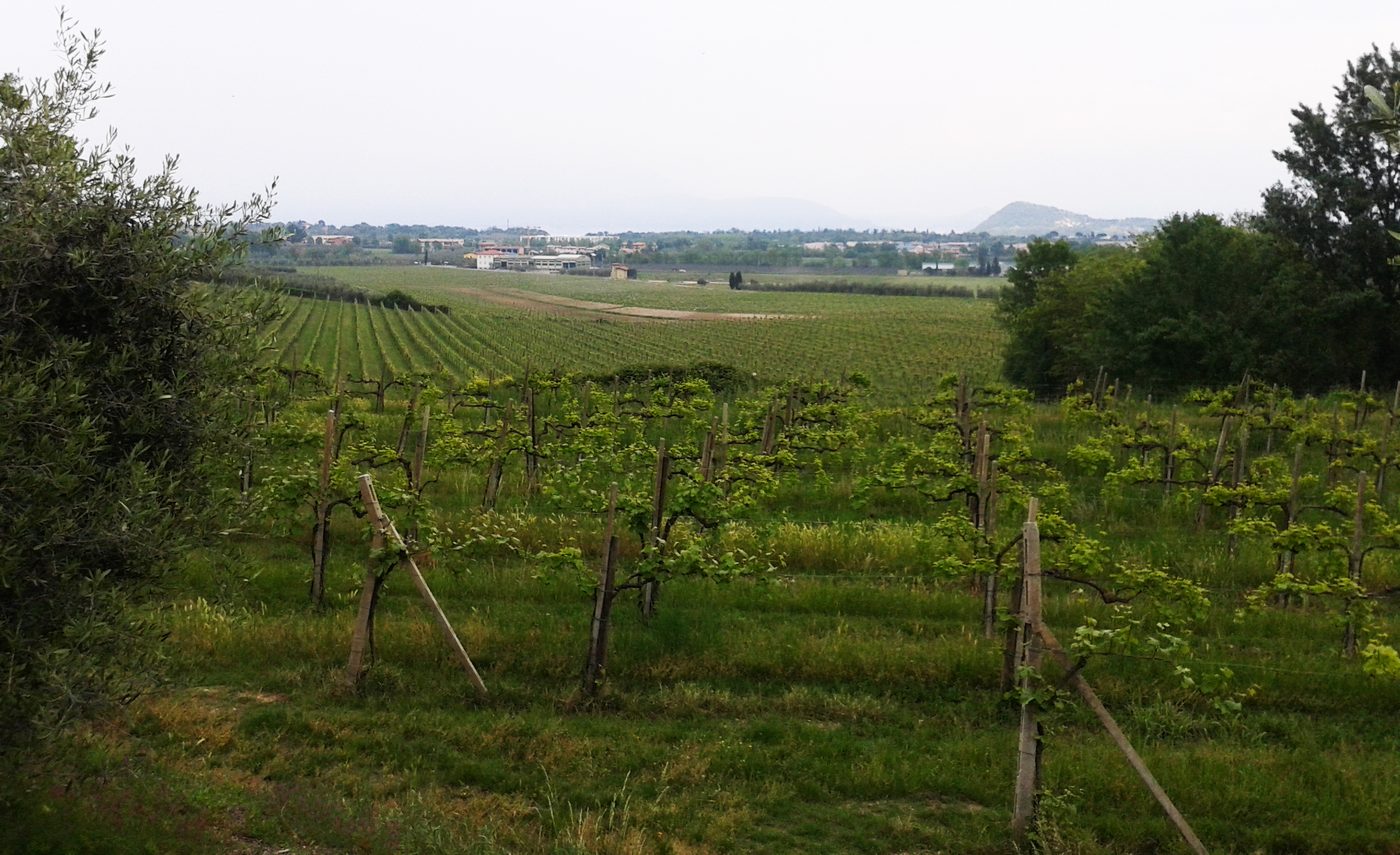 Vigneti a Picedo, nelle colline della Valtenesi